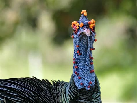 Can Wild Turkeys Fly? (Height, Speed, Distance + FAQs) | Birdfact