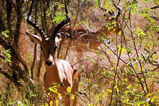 Impala - Aepyceros melampus | An impala (Aepyceros melampus … | Flickr