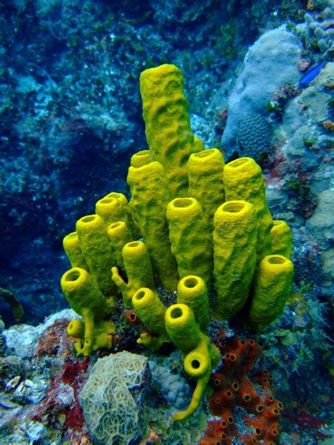 Adventures of the Blackgang: mad-as-a-marine-biologist: Yellow Tube Sponge ...