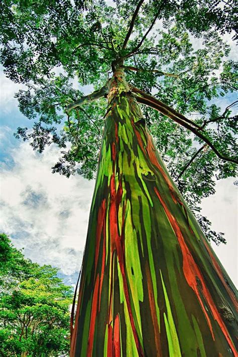 350 Rainbow Eucalyptus Deglupta Seeds - Etsy