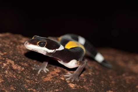 Baby leopard gecko in the wild : r/herpetology