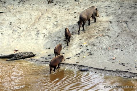 The Wildlife of Bako National Park