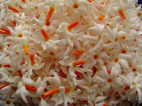 We love Our Bangladesh: Night jasmine or coral jasmine(shiuli/shefali ...