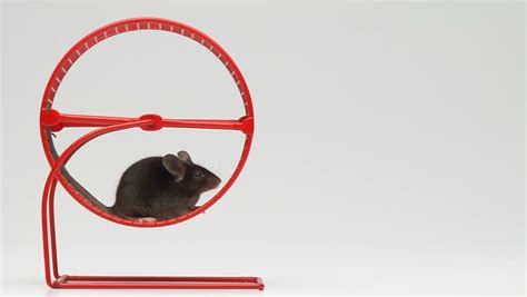 Moving Mouse Wheel Stock Footage Video 1319404 - Shutterstock