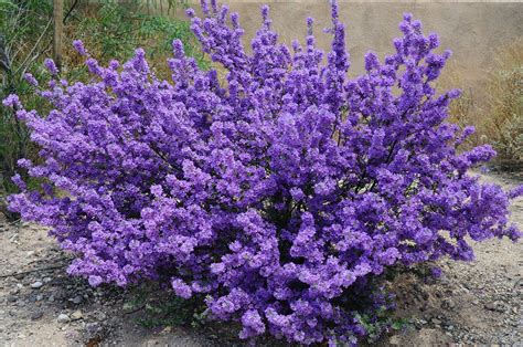 Purple Sage Bush | Landscaping shrubs, Sage plant, Purple perennials