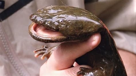 Pacific Giant Salamander Teeth