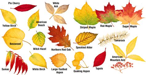 Red Maple Leaf Identification