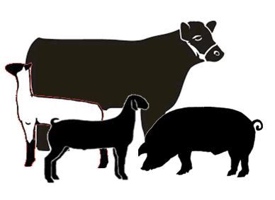 Livestock Show Animal Clipart | Free download on ClipArtMag