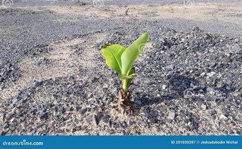 The Seedlings of the Banana Tree are Growing. Stock Image - Image of banana, background: 201030287