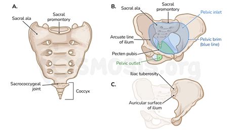 Anatomy Of The Pelvic Girdle: Video Anatomy Osmosis, 48% OFF