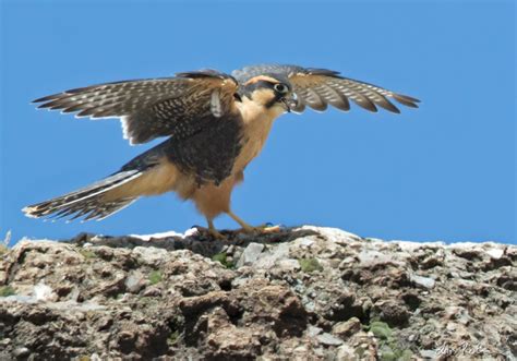 Aplomado Falcon | Central Peru | Bird images from foreign trips | Gallery | My World of Bird ...