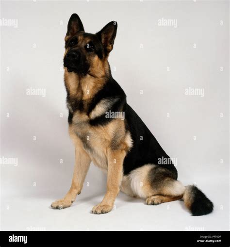 Alert black and tan German Shepherd dog, sitting Stock Photo - Alamy