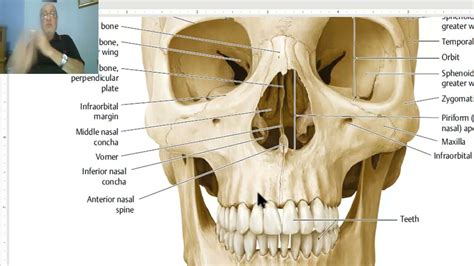 Anatomy of head and neck module in Arabic 3 (Norma frontalis , part 2) , by Dr. Wahdan - YouTube