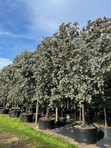 Silver Buttonwood Tree - Conocarpus Erectus Seriseus for Sale Florida ...