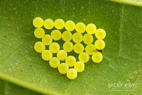 Stink Bug (Pentatomidae) eggs with Parasitoid Wasp (Trisso… | Flickr