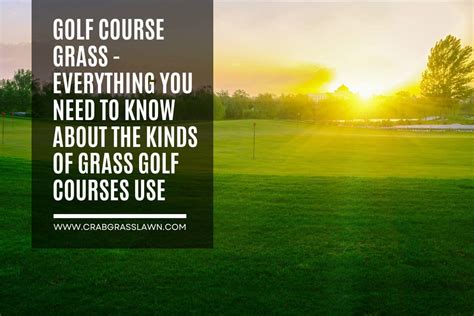 Golf Course Grass - 5 Types Of Grasses Used on Golf Courses (2024 ...