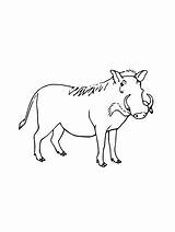 Warthog coloring Pages sketch template