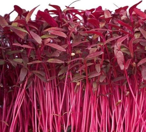 Amaranth Burgundy Aesthetic, Aesthetic Colors, Aesthetic Pics, Amaranth ...