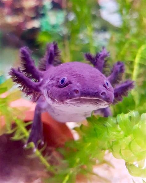 Very Cute Purple Axolotl. All credit to @axolotl.deutschland on instagram as the owner of this ...