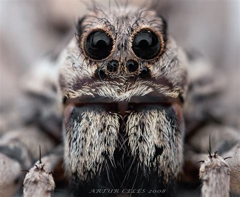 Giant Tarantula spider, Tarantula Pictures, Tarantula Facts ...