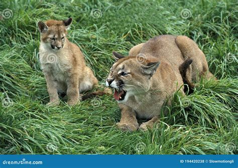 COUGAR Puma Concolor, MOTHER GROWLING with CUB Stock Photo - Image of ...