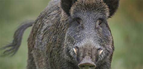 Wild boar – huntAUSTRIA – hunting & fly fishing in Austria