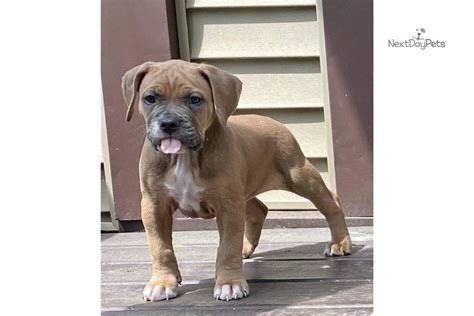 Tips: American Bandogge Mastiff puppy for sale near Chicago, Illinois. | 79d7b7fb71