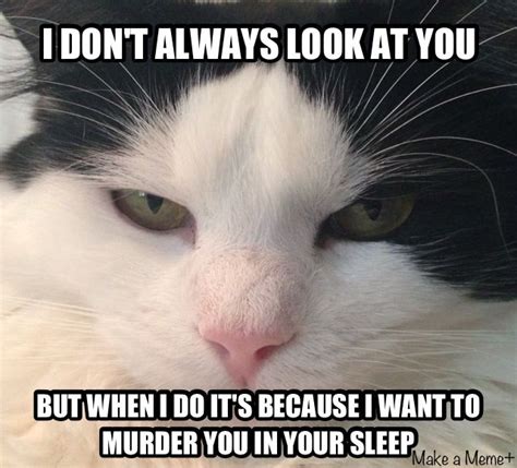 Most interest cat in the world goes evil... #cat #humor #cats #funny #lolcats #meme #cute # ...