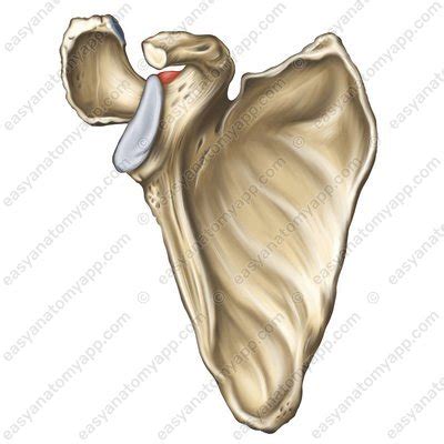 Scapula – Easy Anatomy 3D