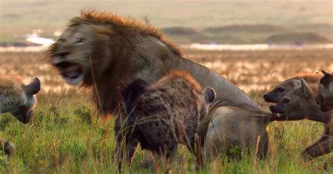 Lion Is Losing Fight Against 20 Hyenas, Bro Hears His Cries And Rushes To Save Him | Bored Panda