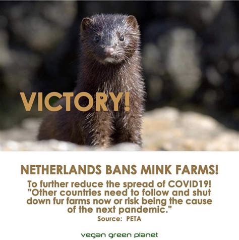 MINK FARMS AND COVID-19 | Vegan Green Planet