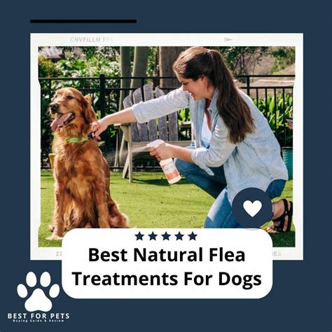 The 7 Best Natural Flea Treatments for Dogs in 2024 - BestForPets.org