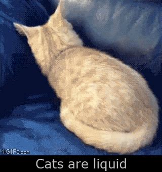 Cats are liquid Funny Animal Pictures, Cute Funny Animals, Funny Cute, Cute Cats, Hilarious ...