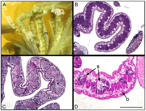 Anatomy and histology of gonads of Aiptasia diaphana. A) A dissected... | Download Scientific ...