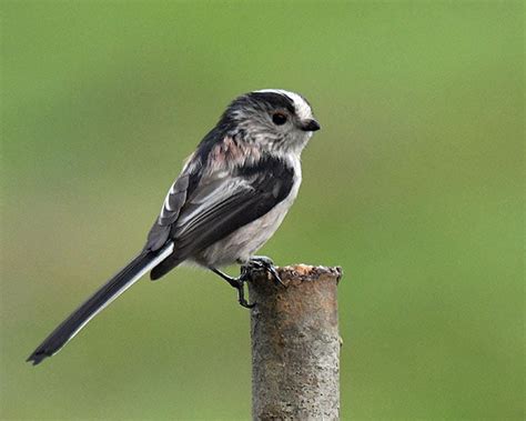 British Garden Birds | Identification Guides | Bird Spot