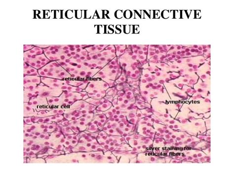 Connective tissue