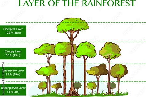 Vector illustration of the rainforest layers Stock Vector | Adobe Stock