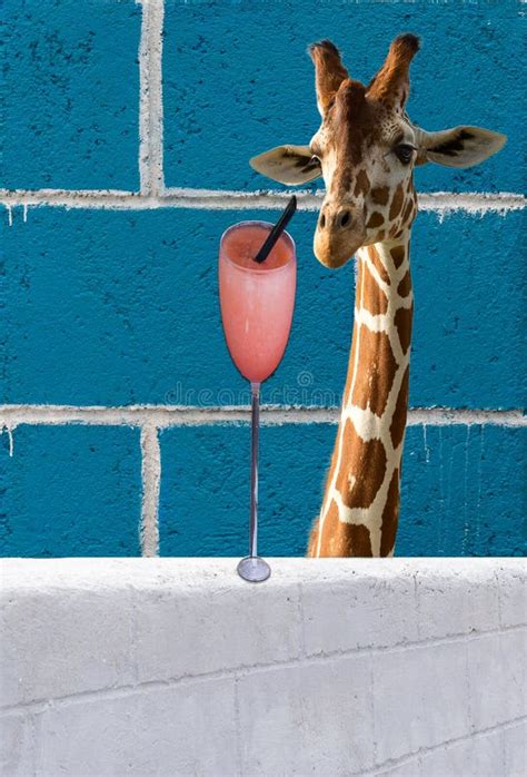 Giraffe drinking stock image. Image of drought, eyes - 17929961