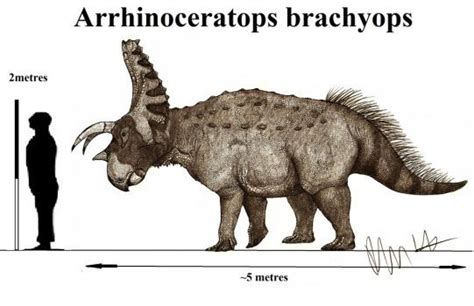 Arrhinoceratops brachyops by Teratophoneus | Prehistoric animals, Dinosaur art, Prehistoric ...