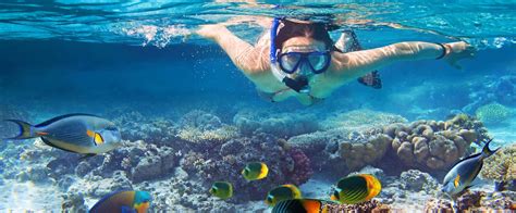 Hamilton Island - Half Day Snorkel the Whitsunday Islands (exp) - Whitsunday Holidays