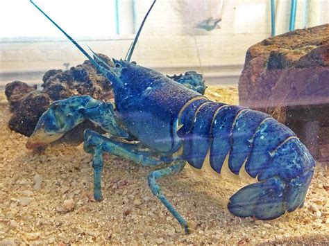 Blue Lobster at the Norwalk Maritime Aquarium | Cute wild animals ...