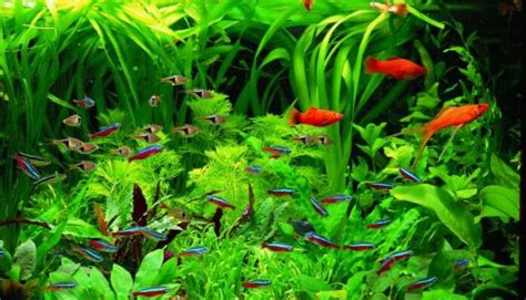 Best Fast-Growing Aquarium Plants You Should Never Ignore