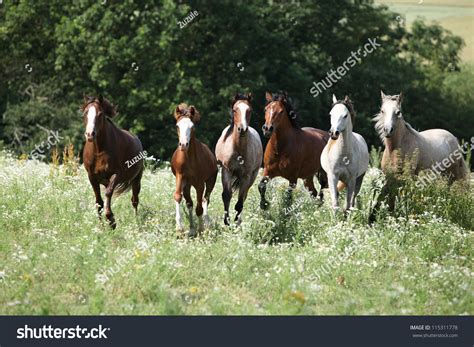 Herd Of Horses Running Stock Photo 115311778 : Shutterstock