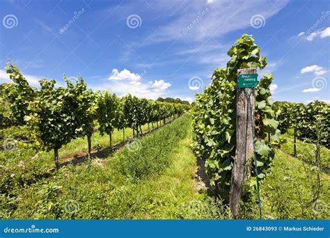 Vineyard of Riesling grape stock image. Image of season - 26843093