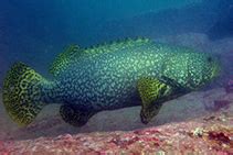 Epinephelus lanceolatus, Giant grouper : fisheries, aquaculture, gamefish, aquarium