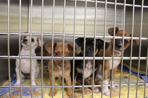 Orange County animal shelters closed by coronavirus but still make ...