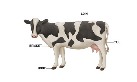 Cow Anatomy | Bovine Muscles & Skeleton | AnatomyStuff