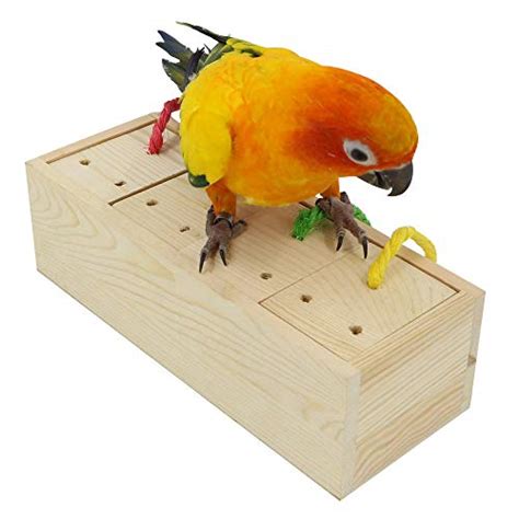 Best Foraging Toys For Sun Conures