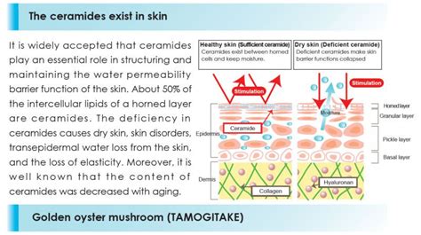 Tuesday Tip : Ceramides Are A Real Solution For Healthy Skin