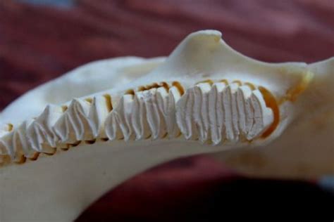 capybara teeth | Tumblr